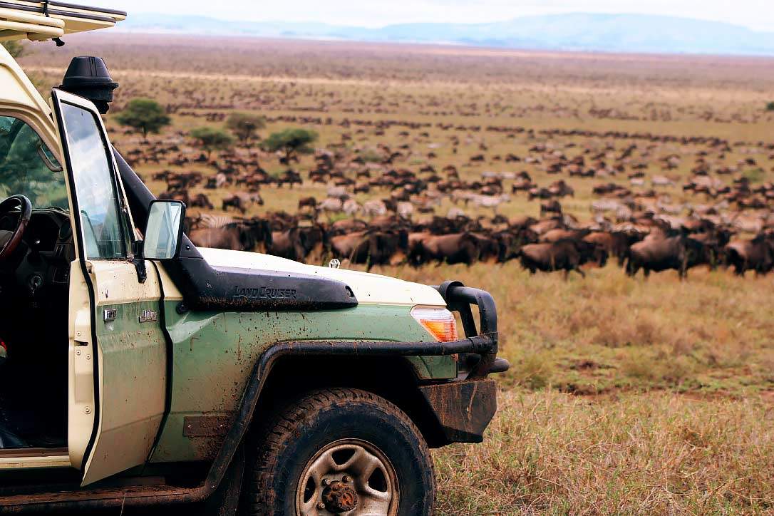 Why Tanzania Is Africas Hottest Travel Destination For Lappet