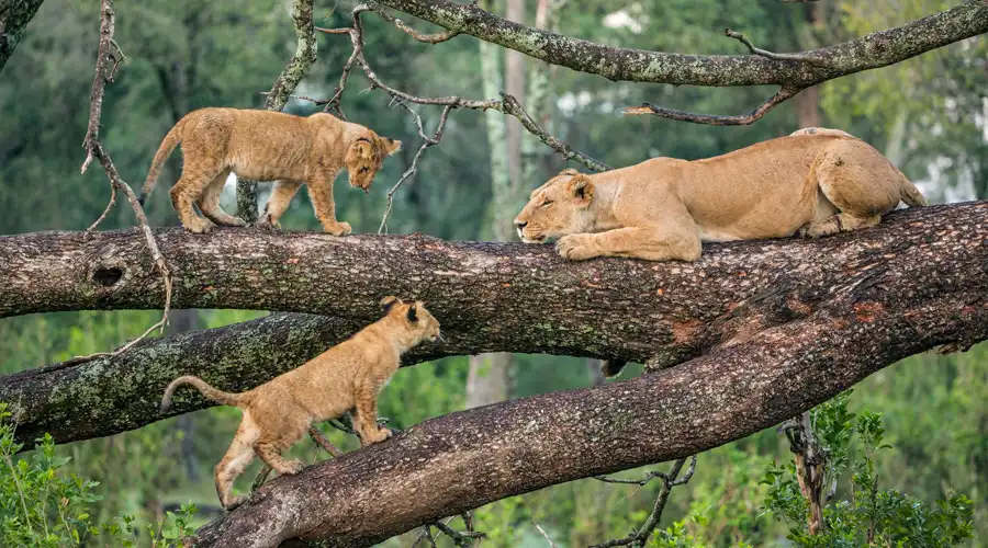 10 Must-See Wildlife Wonders on Your Tanzania Safari Adventure