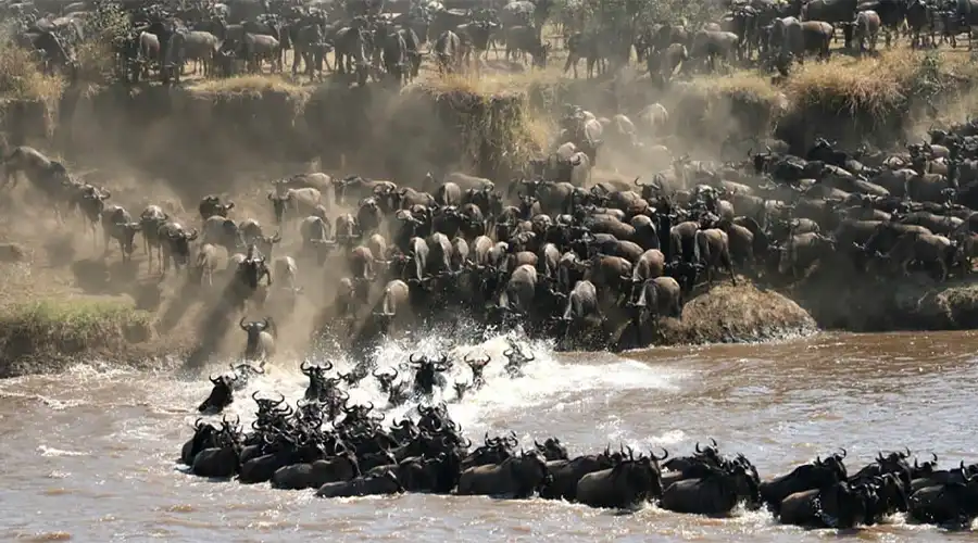 10 Must-See Wildlife Wonders on Your Tanzania Safari Adventure