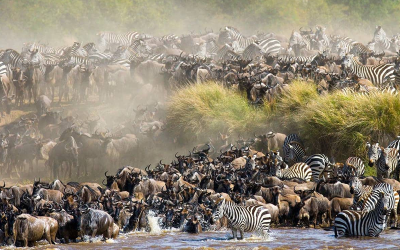  Wildebeest Migration Safari