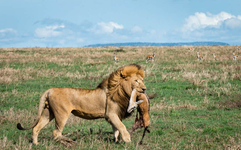 Safari Adventures in Tanzania