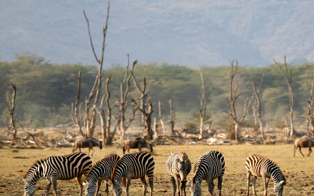 Lake Manyara National Park Records