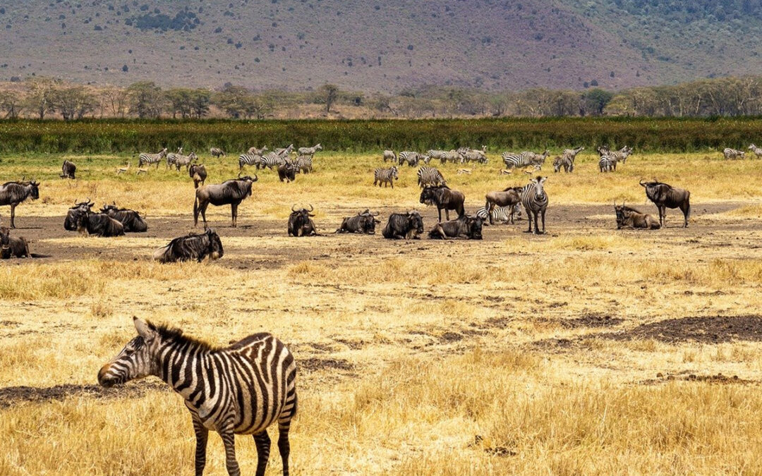 Common Questions Answered About Tanzania Safari