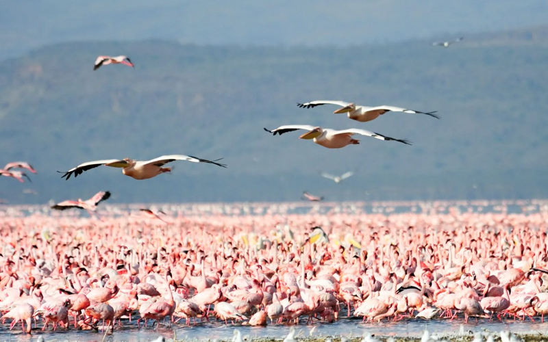 Lake Manyara National Park