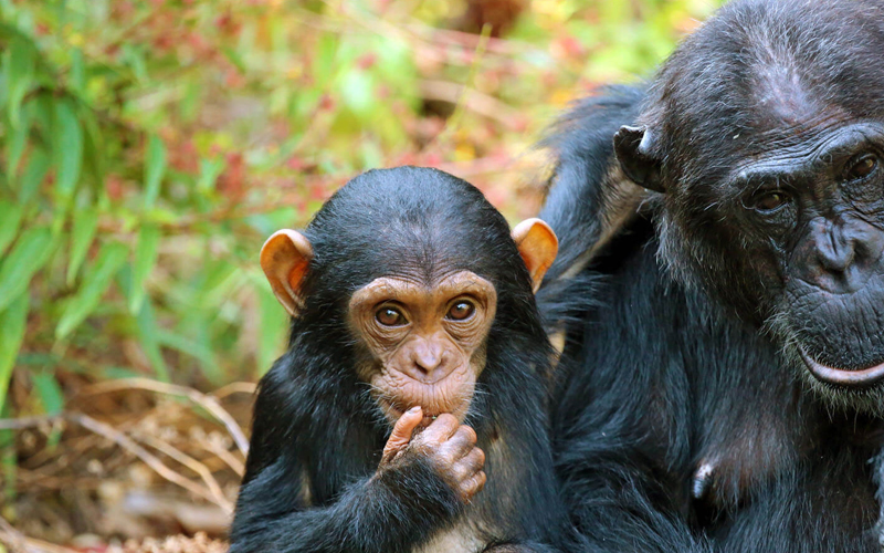 rubondo island national park