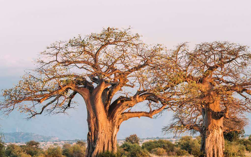 Mikumi National Park