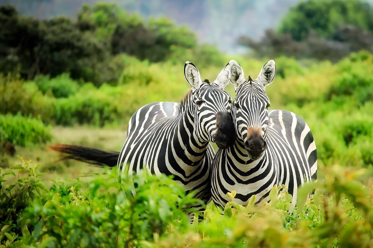 Mikumi National Park