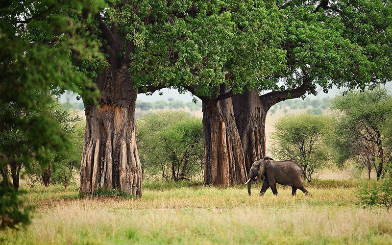 Tarangire National Park