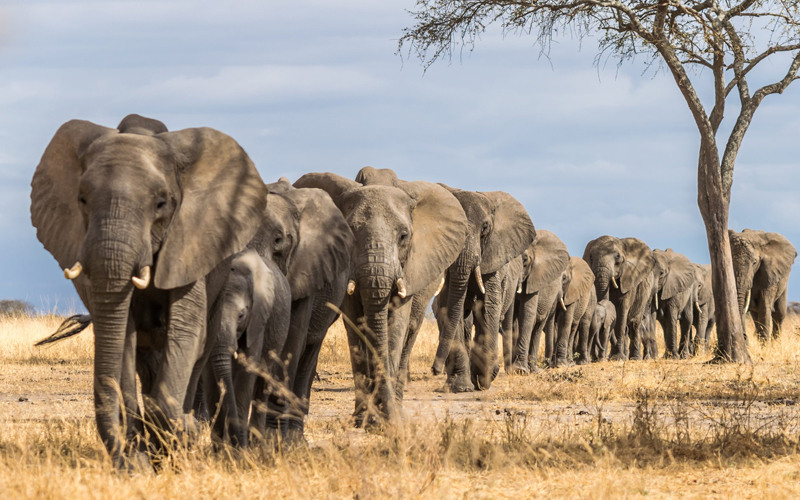 Tarangire National Park