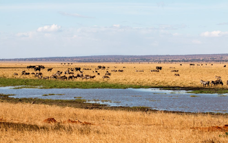 Tarangire National Park