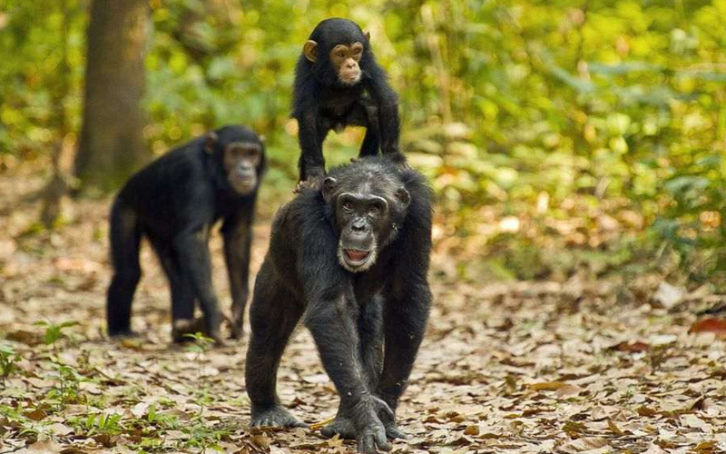 gombe national park