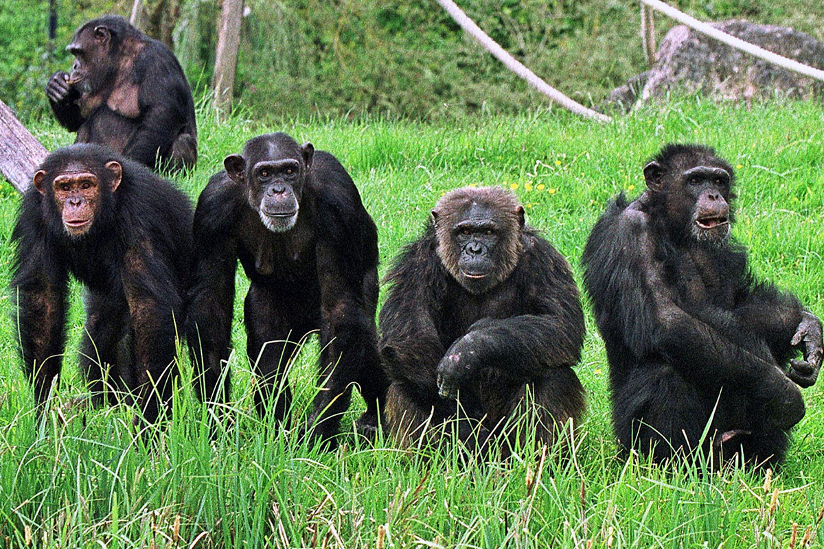 gombe national park