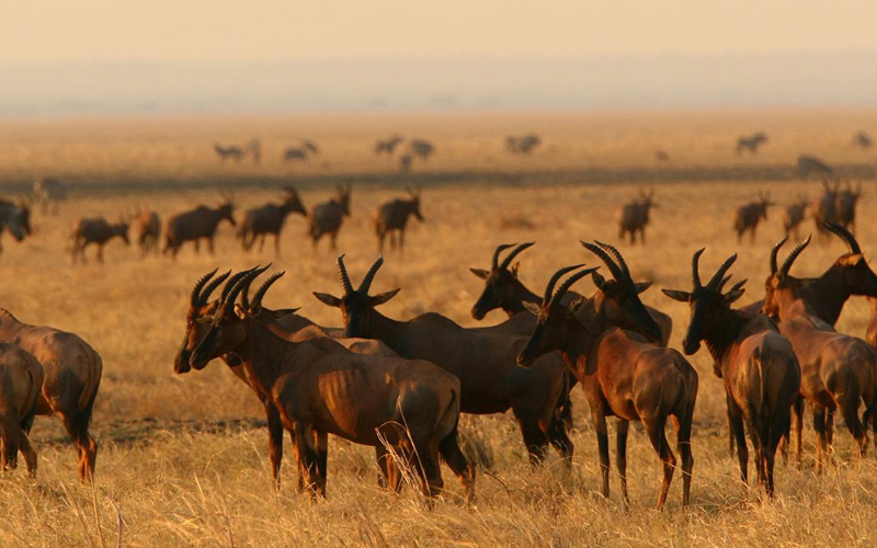 katavi national park