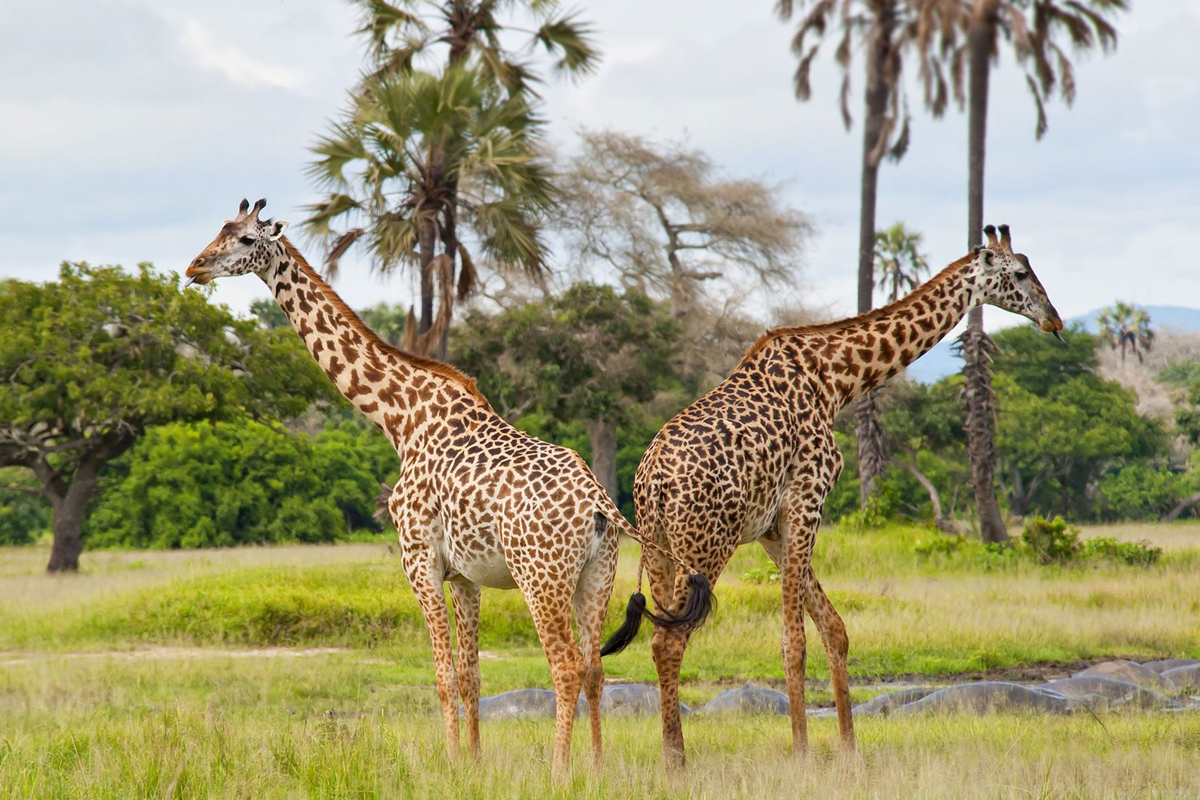 katavi national park