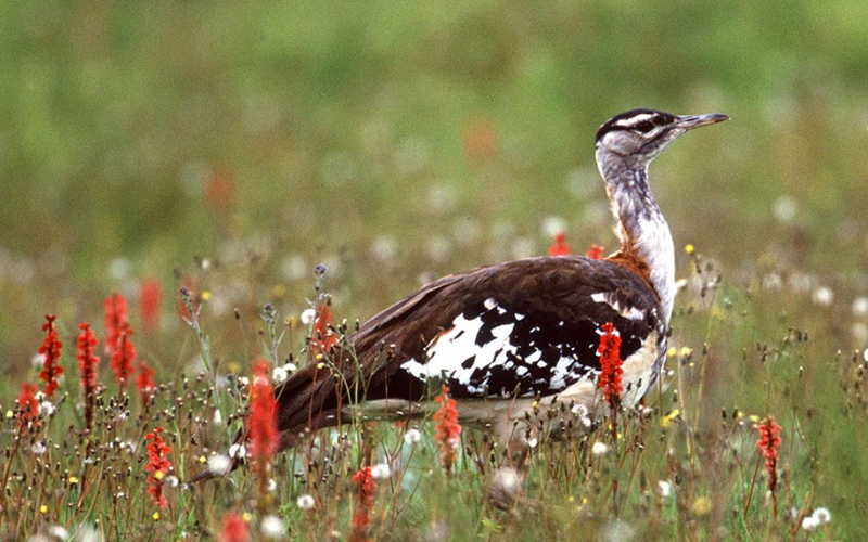 kitulo national park