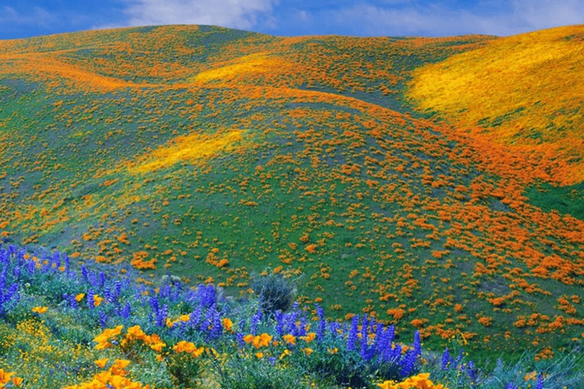 kitulo national park