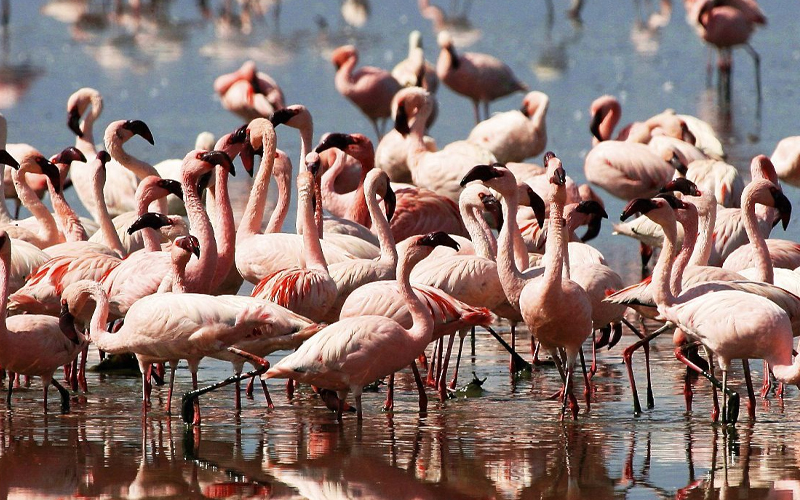 lake magadi