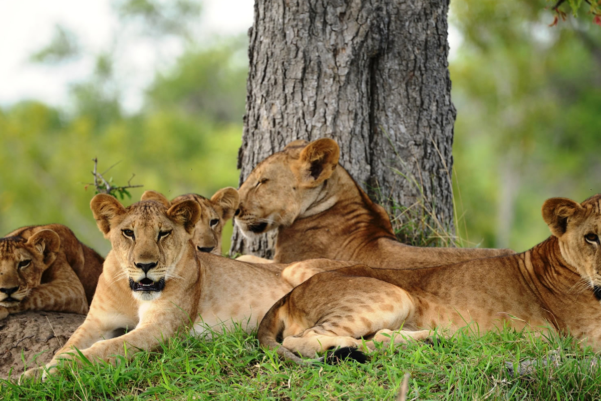 nyerere national park