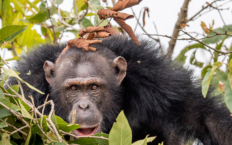 rubondo island national park