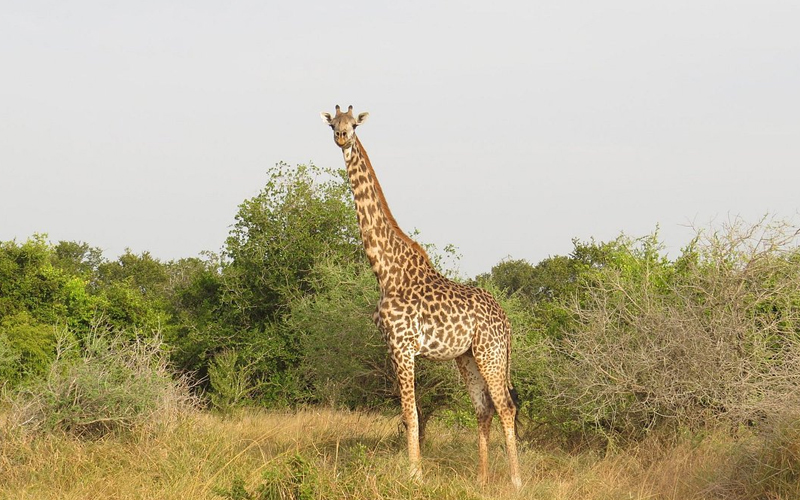 saadani national park